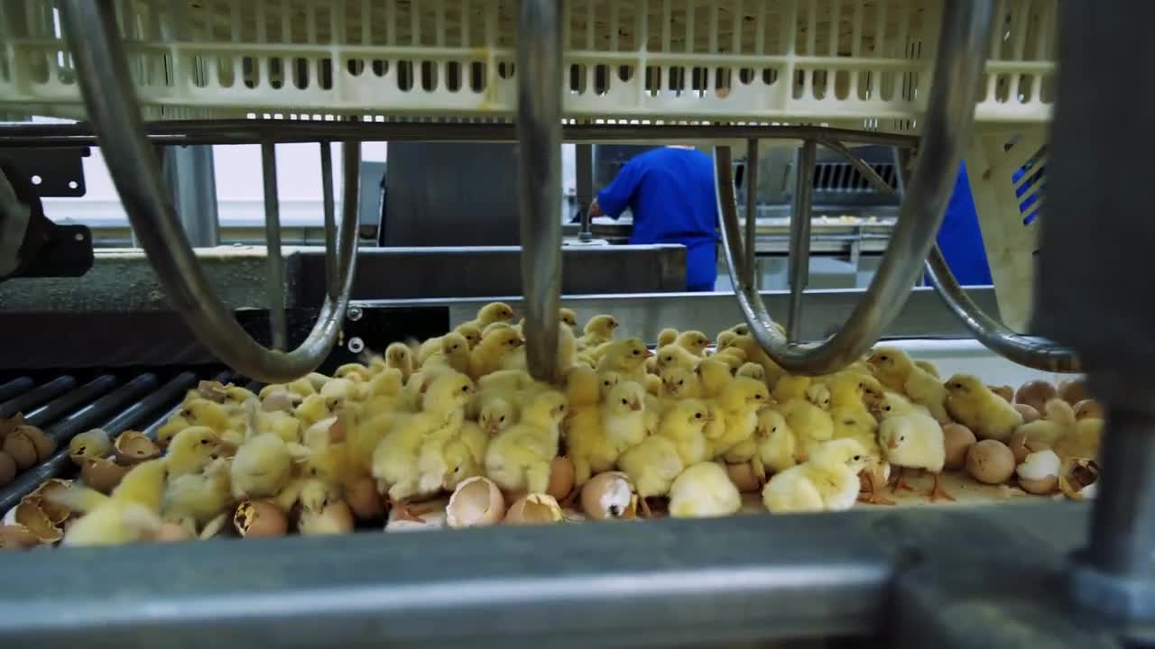 Chicken 2024 conveyor belt