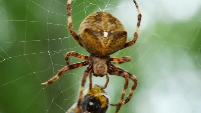 Close-up of a spider in its web eating its prey, Shot with:…