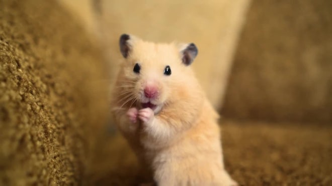 Fluffy syrian hamster close up face Stock Photo