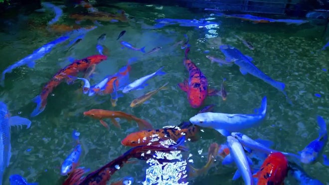 4K Underwater Koi Fish Wallpaper, Landscape, beautiful and calming Stock  Illustration