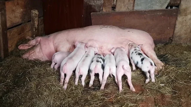 Female Pig Feeding Piglets Baby Pigs Free Stock Photos, Images, And