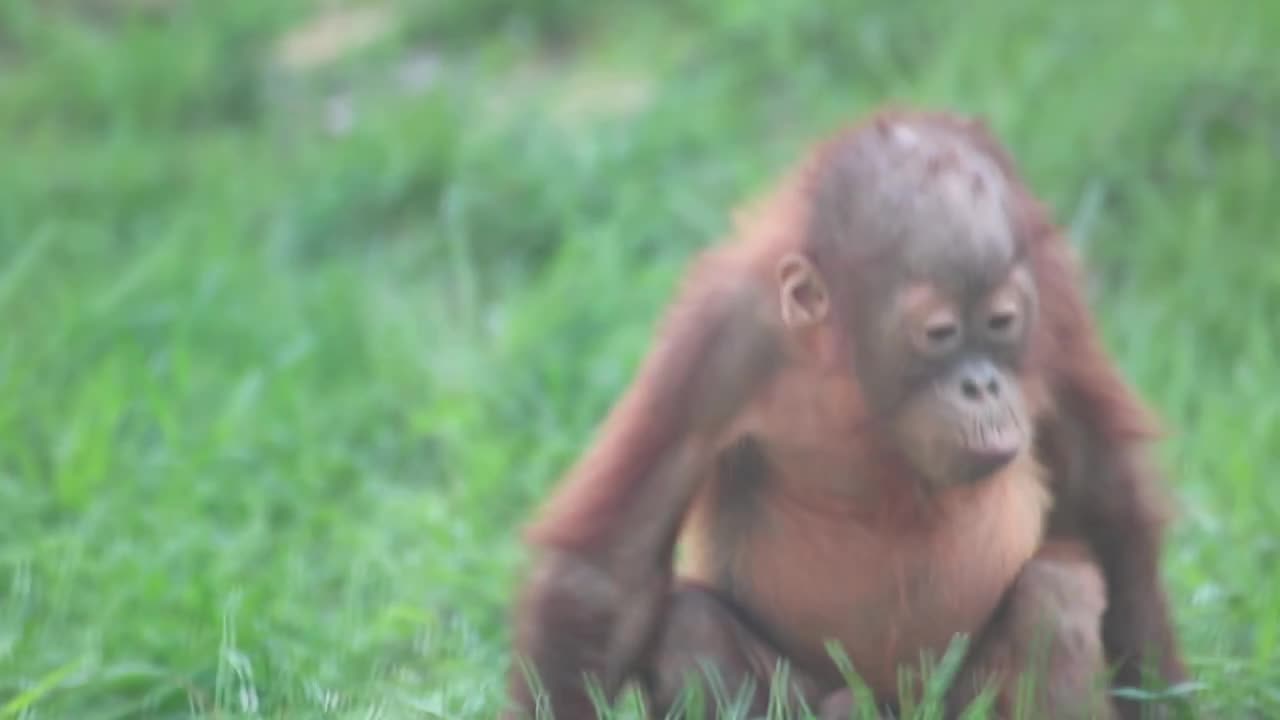 Funny baby best sale orangutan videos