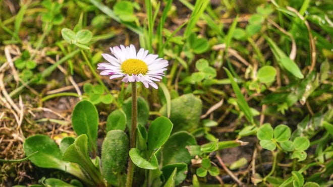 White Daisy Flower Bellis Perennis Bloom Fast In Green Spring Time
