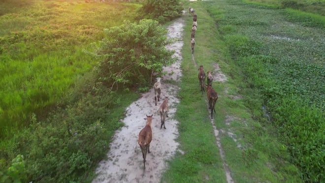 Group Of Cows Walk At Rural Path. Aerial View - Stock Video