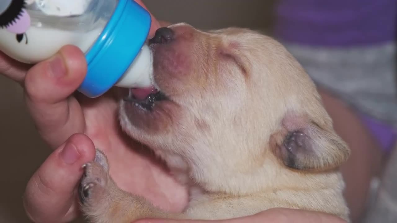 Milk for cheap labrador