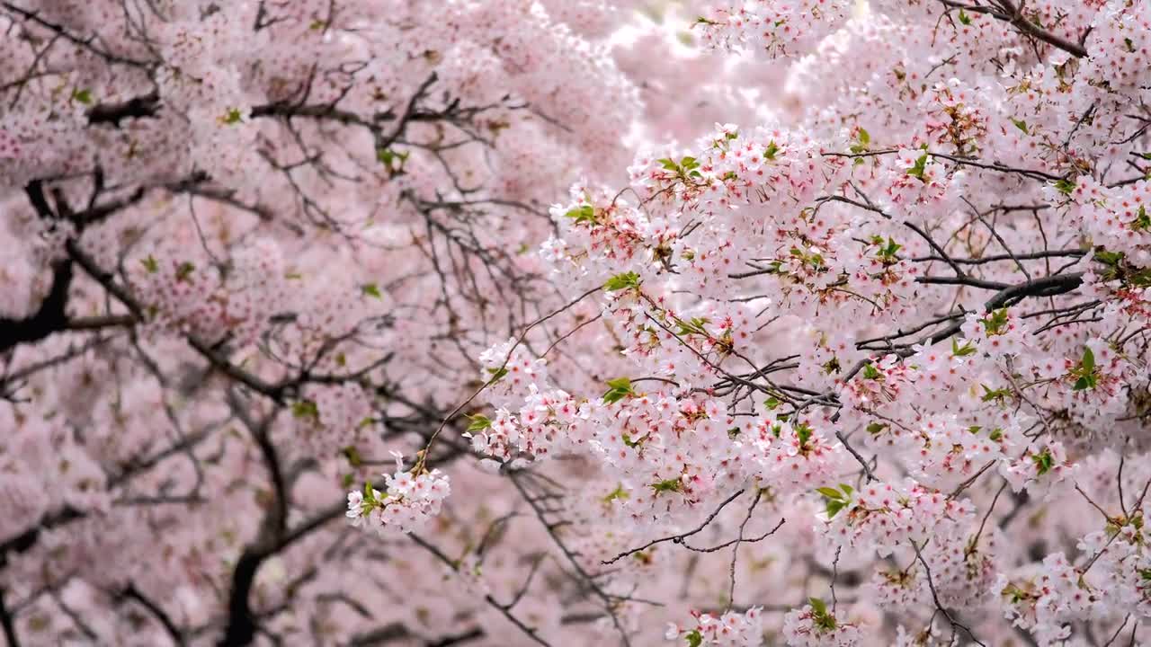 その他 MEGASPACEMOLLY100% Blooming-Sakura MEGASPACEMOLLY100% Blooming-Sakura