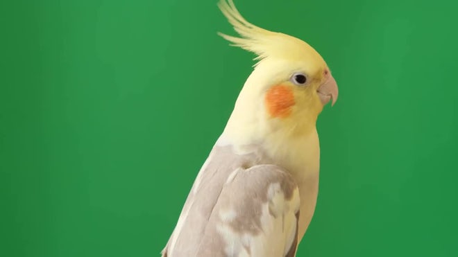 A Cockatiel, A Type Of Parrot, Perches On A Green Screen. - Stock