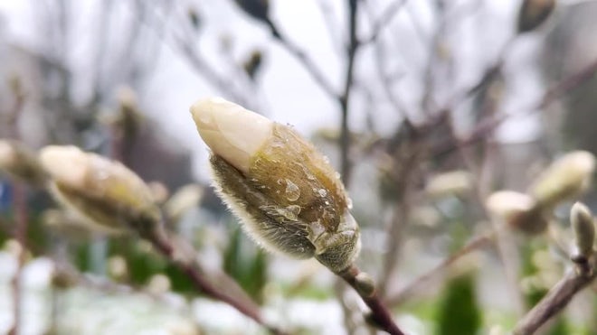 Young Magnolia Tree With Blossoming Flower Buds In Early Spring - Stock Video | Motion Array