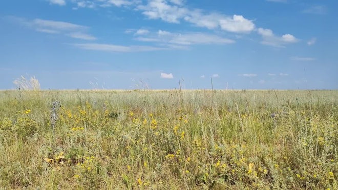 Steppe Grass In The Wind, Wormwood, Wild Flowers, Wild Plants. Summer Nature. - Stock Video | Motion Array