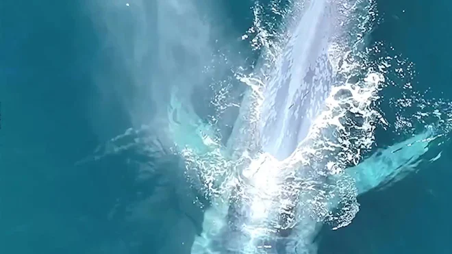 Blue Whale Motion