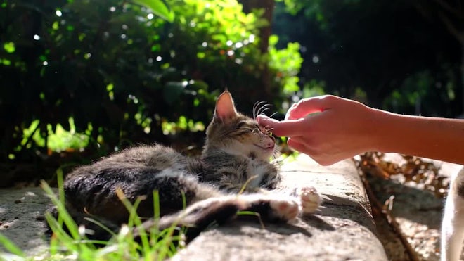 Semi Feral After Petting Petting Feral Cats Stray Cat Young Woman