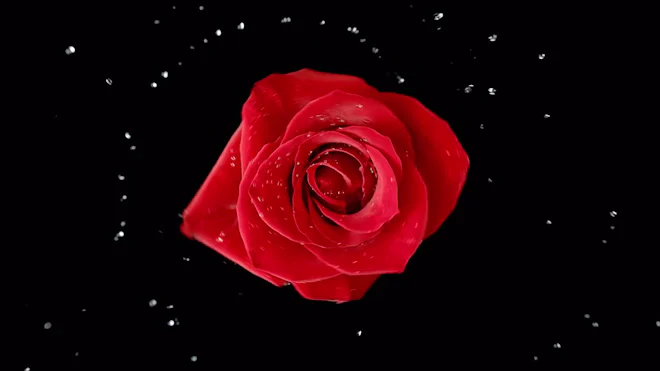 Red Rose Flower Exploding by VIA Films - Stock Video | Motion Array