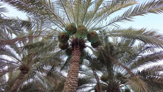 dracaena spike plant Spikes