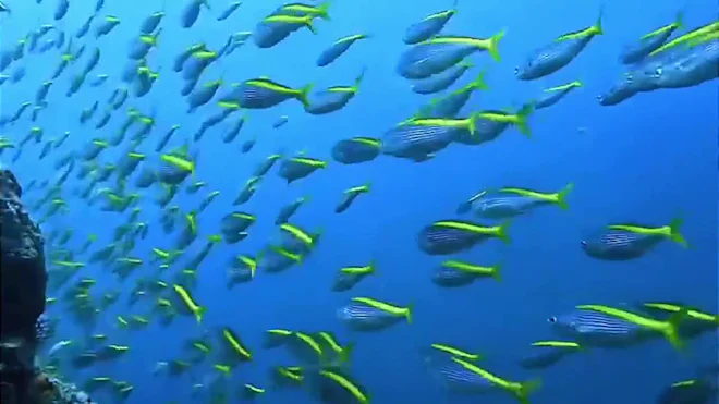 Snapper Fish School Yellowtail Snapper School Yellowtail Snapper Fishing Is Favorite For