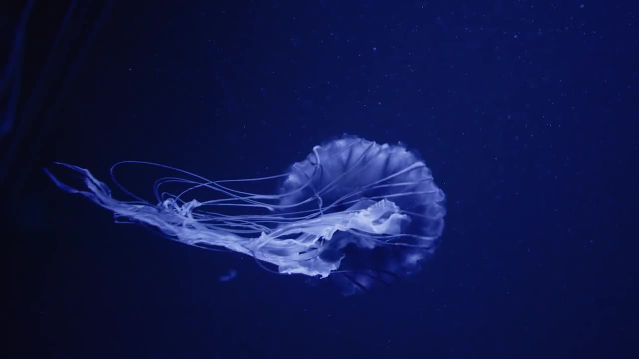 【HUGYOURSKIN】Jellyfish Ringer Tea (Blue) MUSINSA公式 | HUG YOUR SKIN Jelly fish ringer T (Blue)