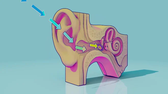 Mit Ear Inner Work Animation Ear Anatomy Animation
