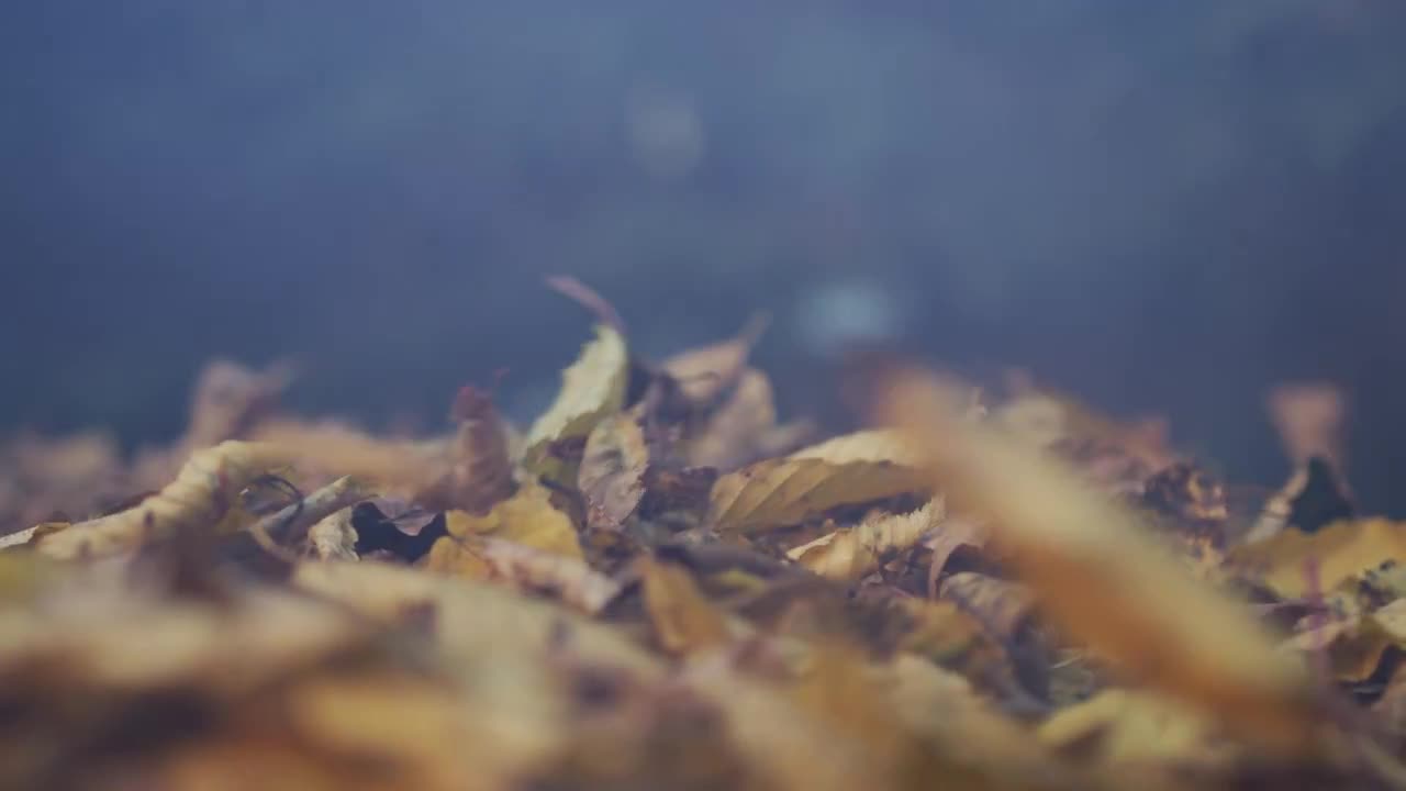 Autumn Leaves Blown By The Wind - Stock Video | Motion Array