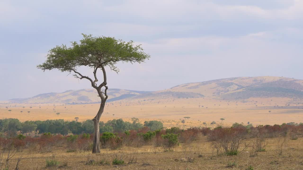 Acacia Tree In The Savannah - Stock Video | Motion Array