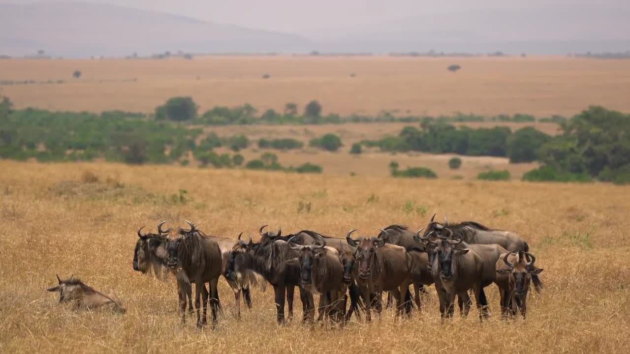 Group Of Gnus In Masai Mara Stock Video Motion Array