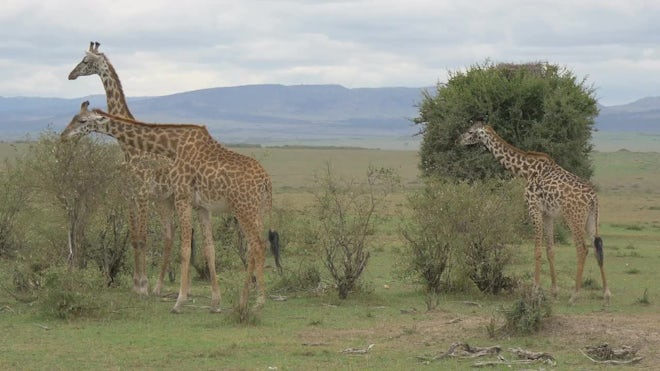 south african giraffe eating