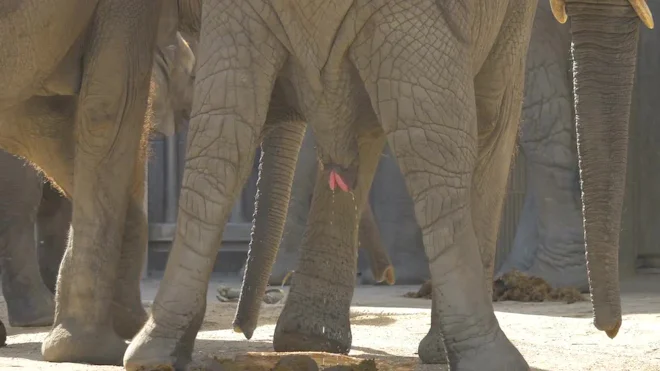 Elephant Peeing And Pooping by ATW Stock - Stock Video | Motion Array