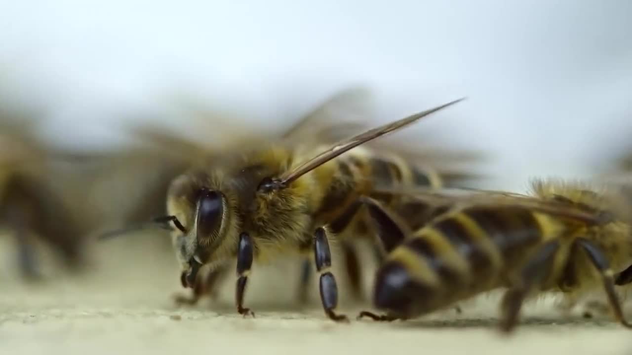 Honey Bees Walking On SurBeehive;... Stock Video Motion Array