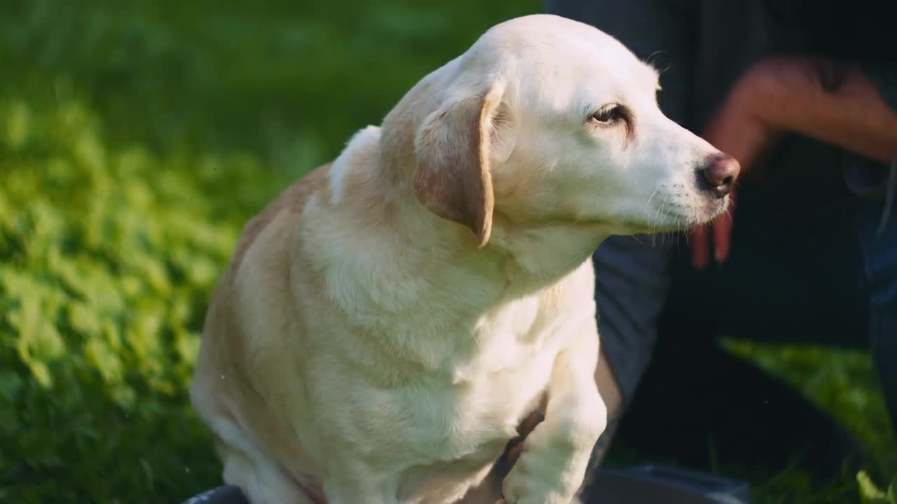 Adorable White BeagleLabrador Mix... Stock Video Motion Array