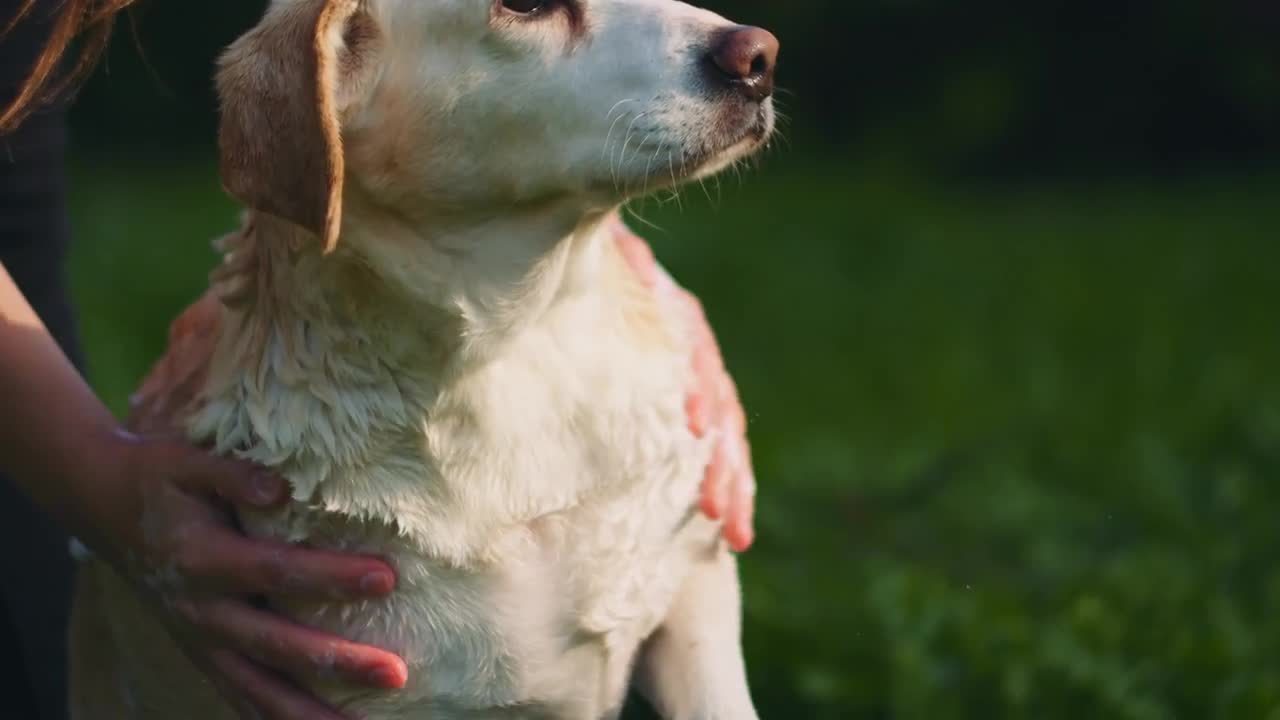 Adorable White BeagleLabrador Mix... Stock Video Motion Array