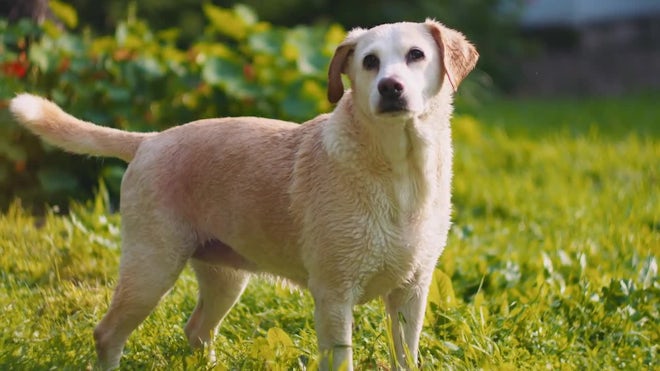 beagle retriever mix puppies