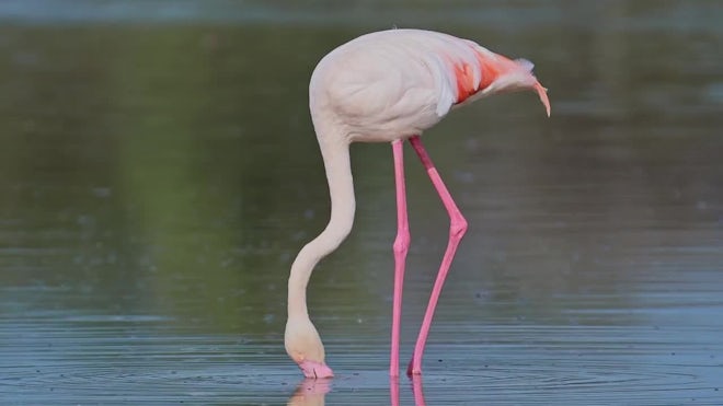 Pink flamingo feeding in Lake Nakuru