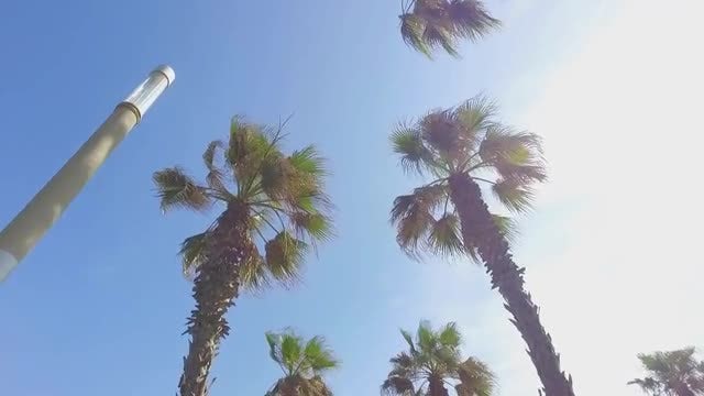 Driving Under A Palm Tree: Stock Video
