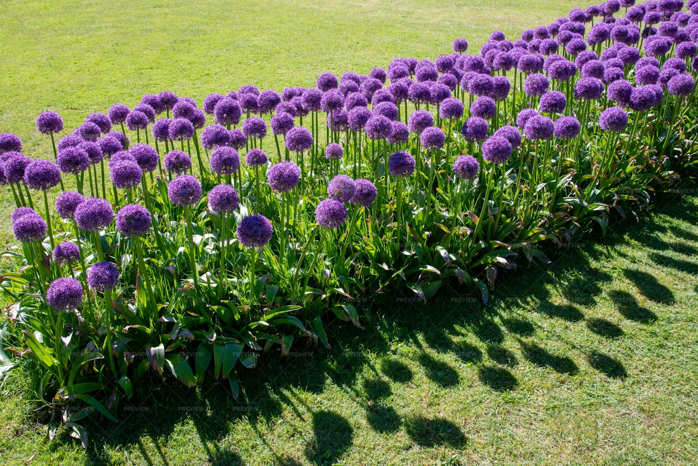 Giant Allium Flowers In A Row: Stock Photos