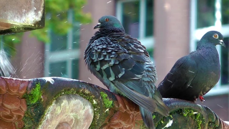 Pigeons On Outdoor Water Fountain: Stock Video