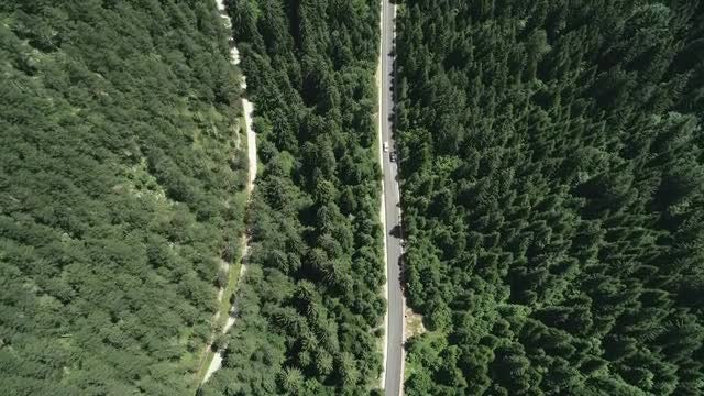 Road In A Thick Forest: Stock Video