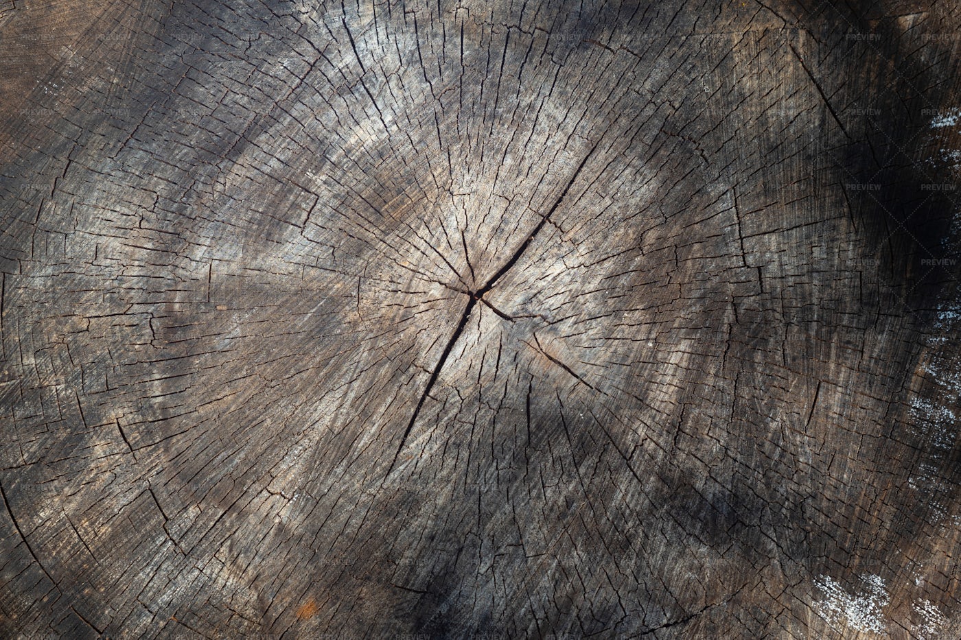 Old Sawn Tree Background: Stock Photos