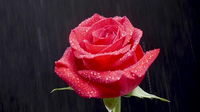 Rain Water On Red Rose - Stock Video | Motion Array