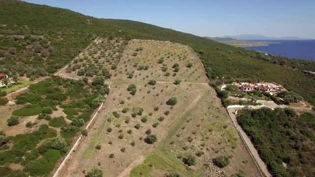 Olive Field And Green Hills: Stock Video