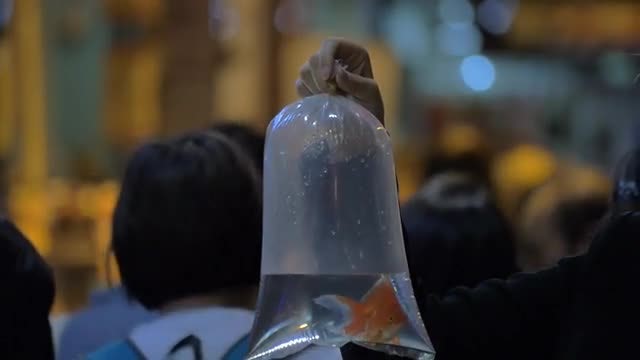 Plastic Bag With Fish: Stock Video