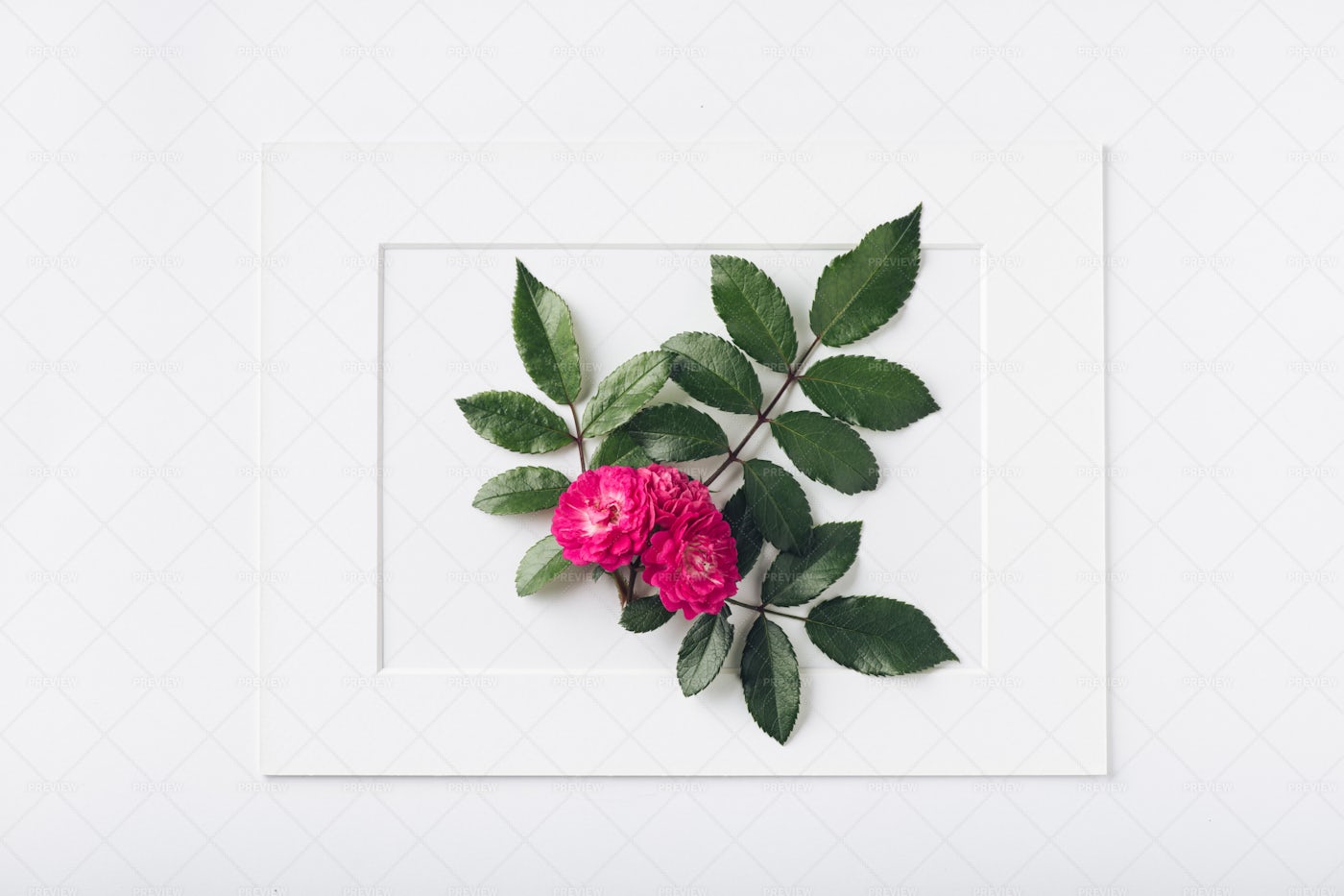 Flower Framed: Stock Photos
