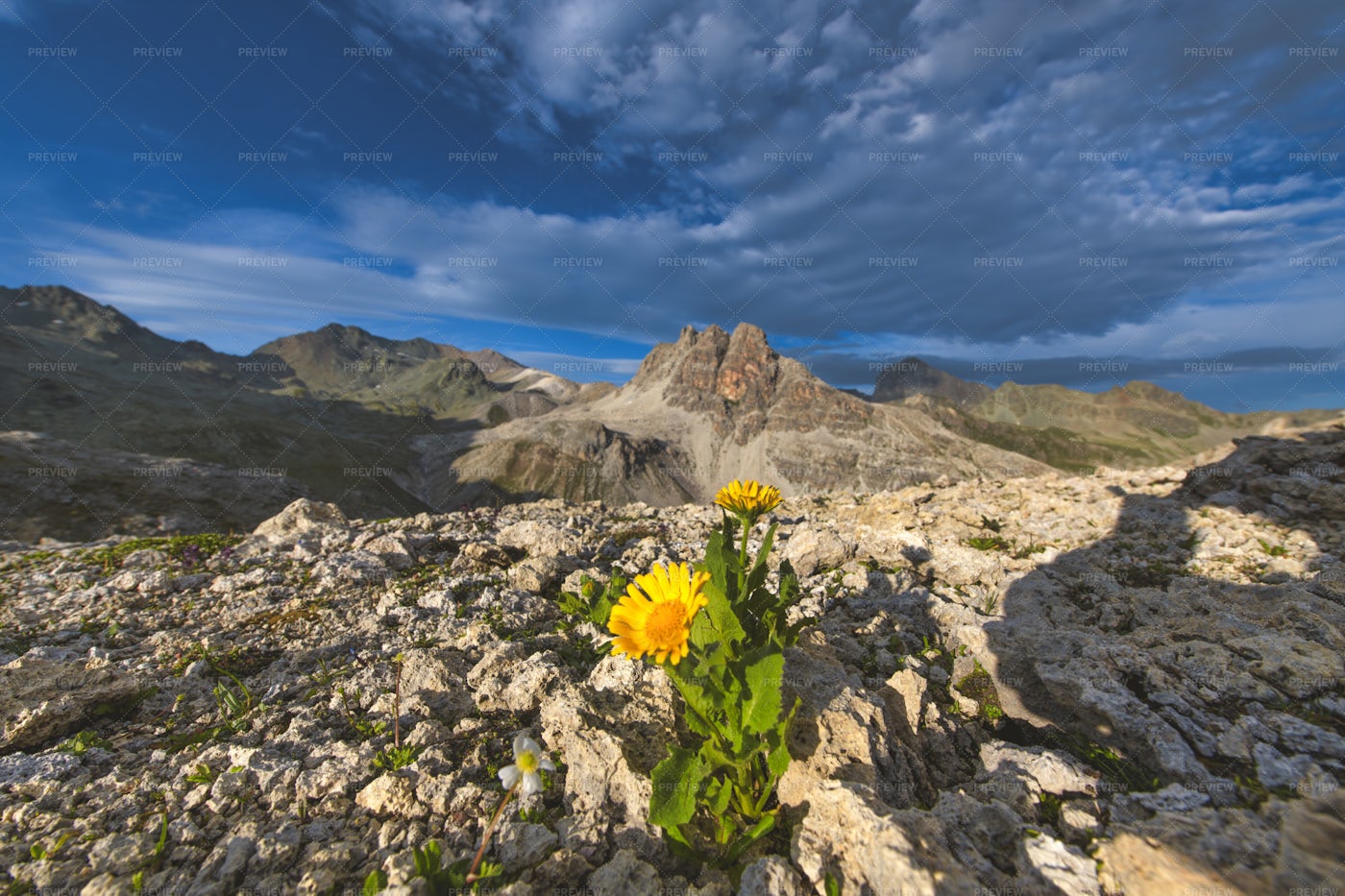 Flowers Sprouting Among Rocks: Stock Photos