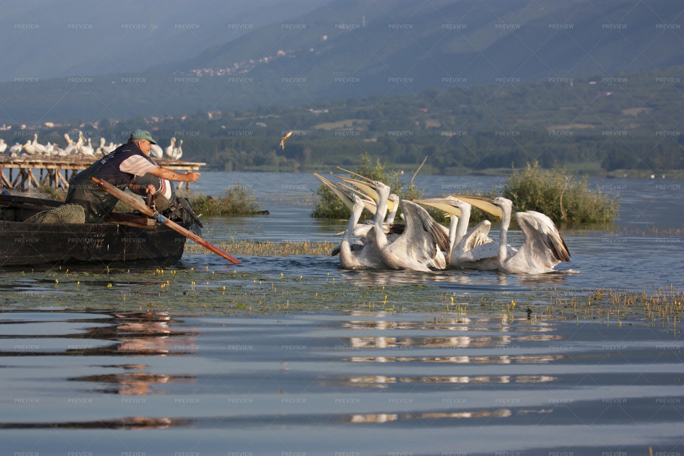 Fisherman Feeding Dalmatian Pelicans: Stock Photos