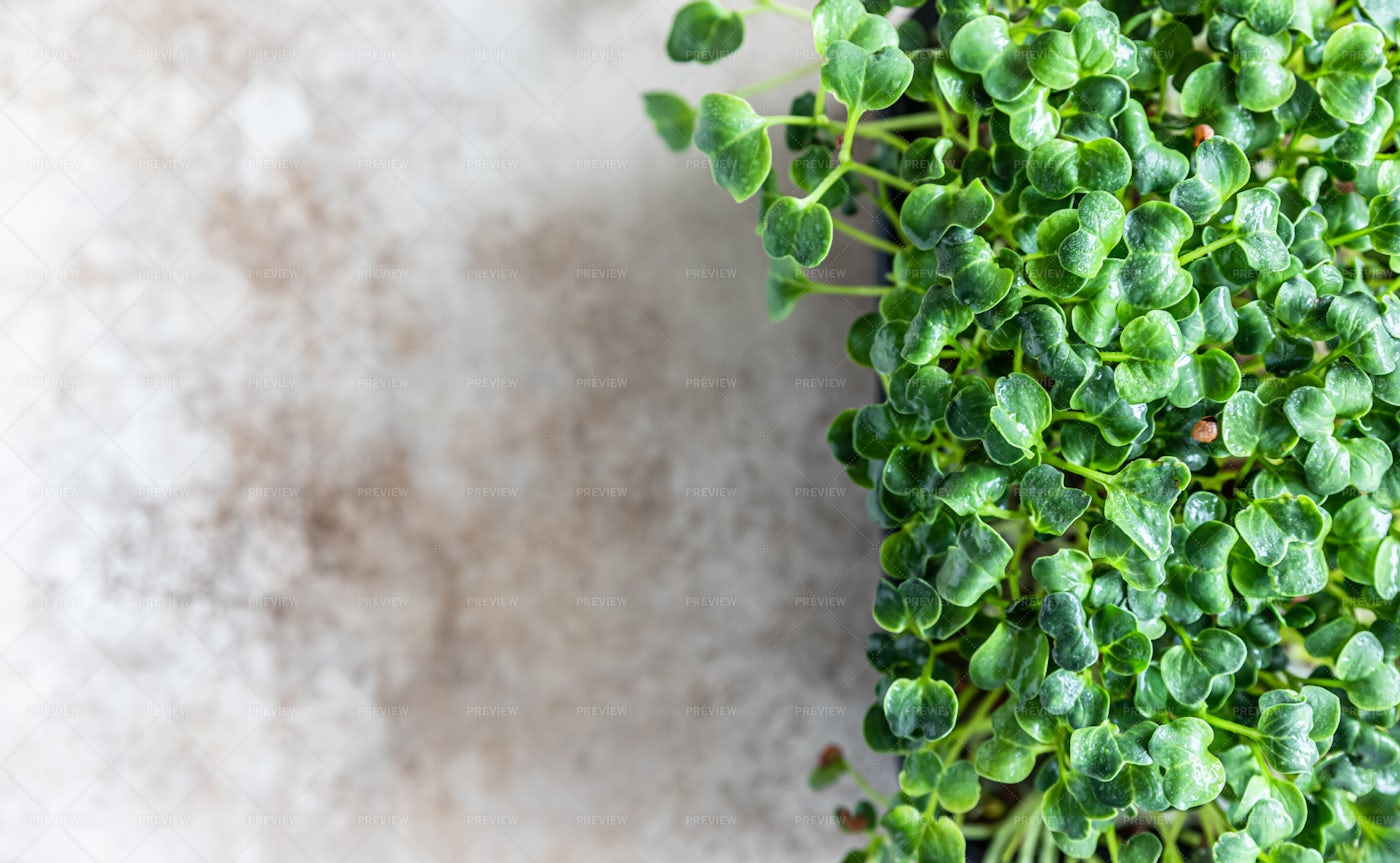 Daikon Radish Microgreen Sprouts: Stock Photos