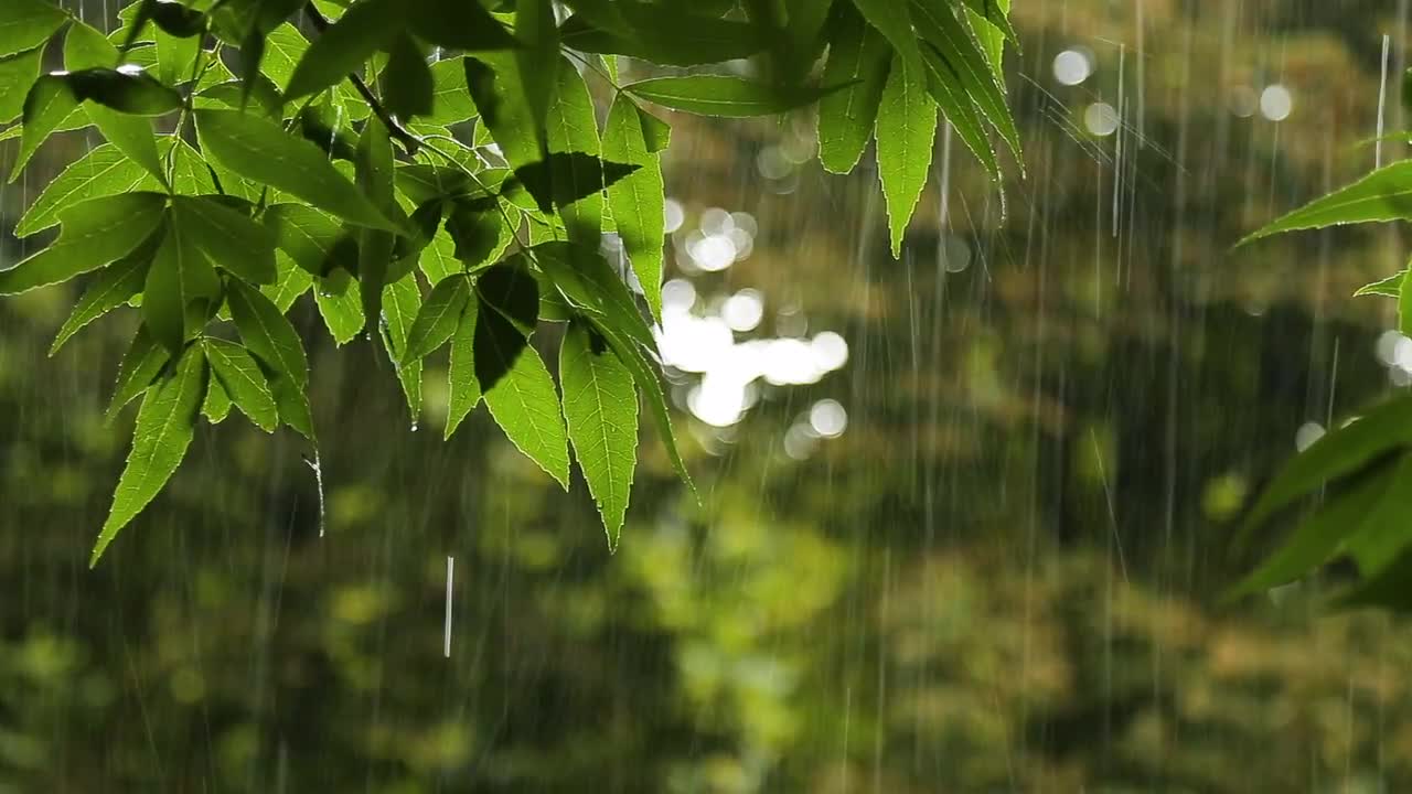 Forest Rainy Day - Stock Video 