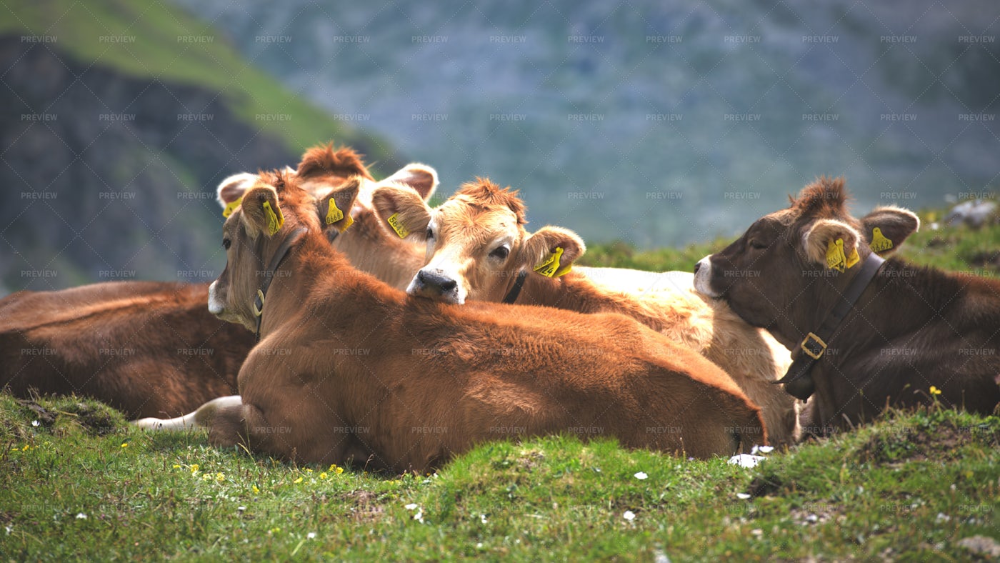 Group Of Alpine Breed Cows: Stock Photos