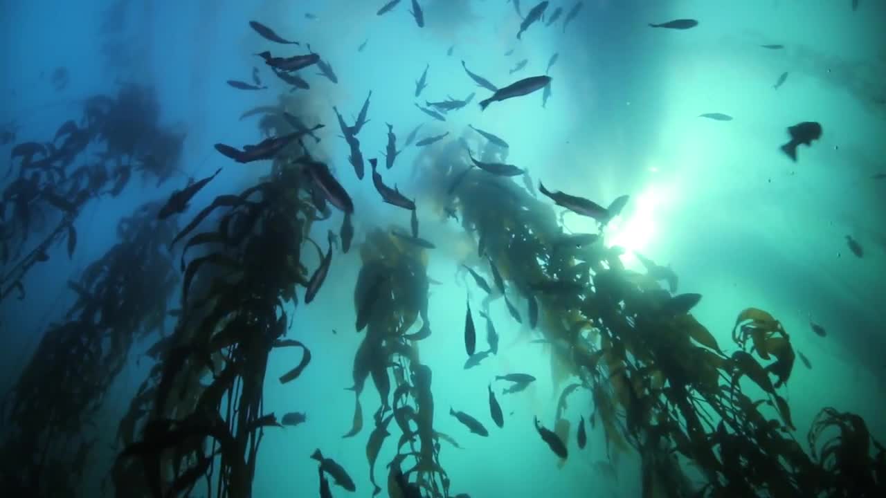Kelp Forest With Rockfish Stock Video Motion Array