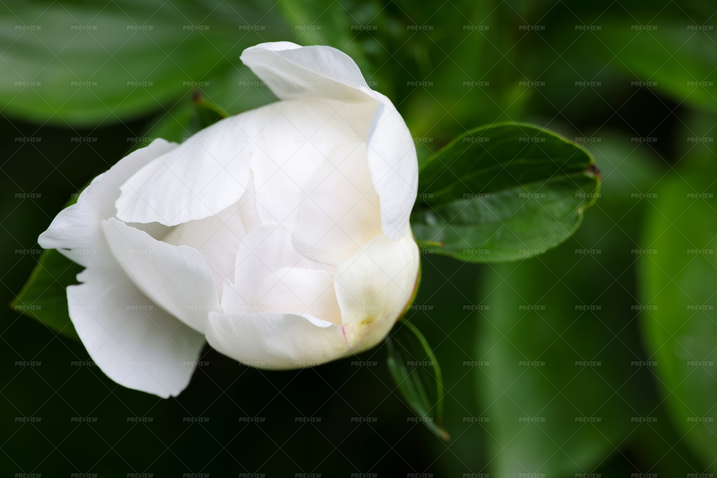 White Peony Flower Bud: Stock Photos