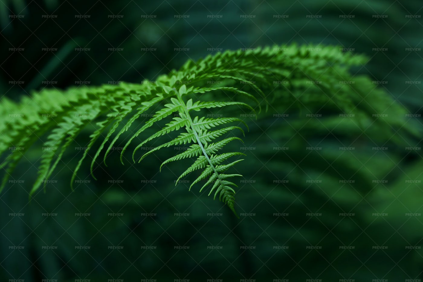 Background Of Green Fern Leaves: Stock Photos