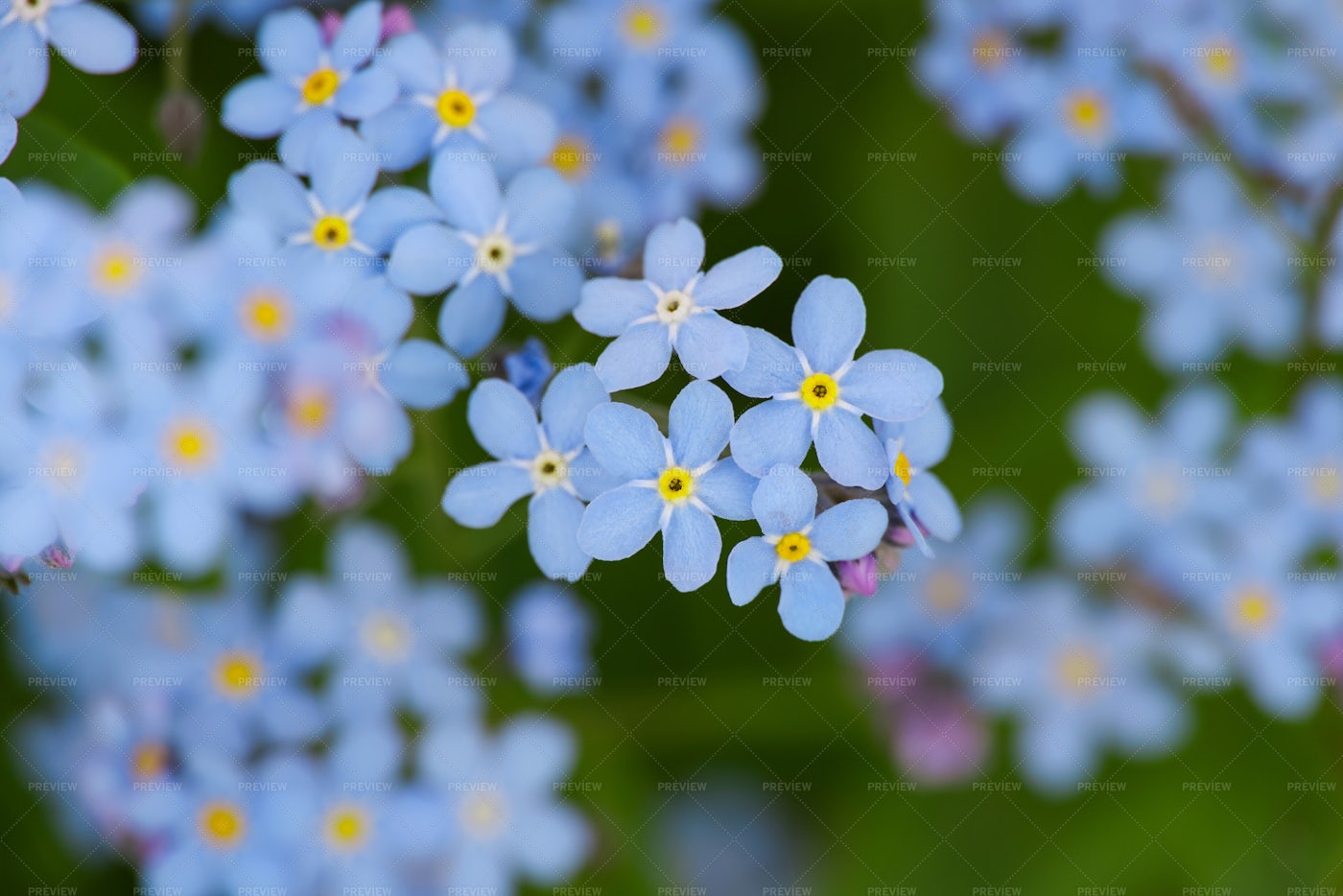 Blue Flowers: Stock Photos