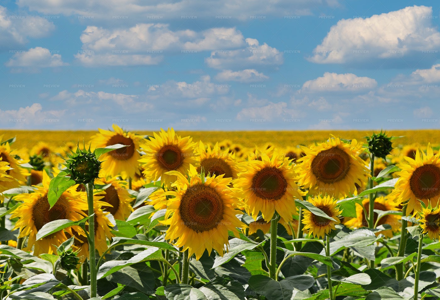 Field Of Yellow Sunflowers: Stock Photos