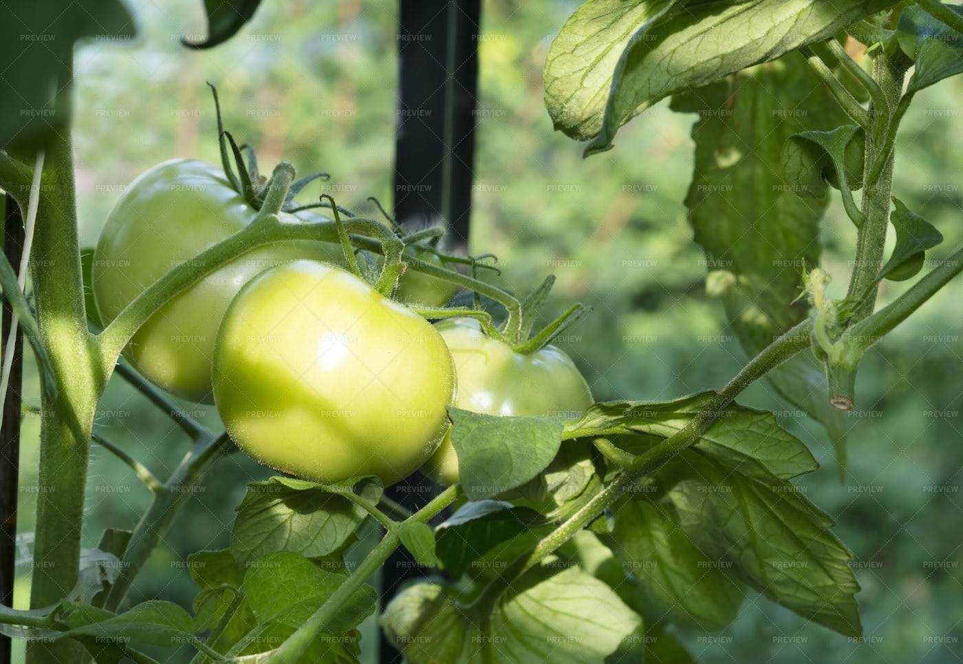 Growing Green Tomato Variety: Stock Photos